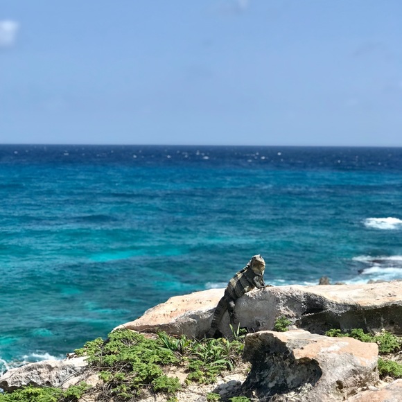 Meet your Posher, Debbie - Picture 3 of 4